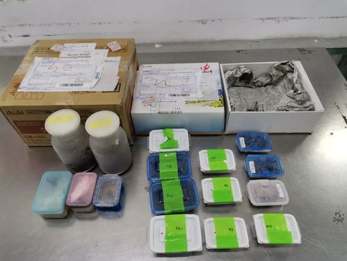 海關嚴查進境郵政快件，搖身一變的日用品驚現活體甲蟲